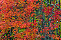 Autumn Forest, Foggy Bogs and Lake Superior Shoreline, Porcupine Mountains Wilderness State Park and Environs, Michigan